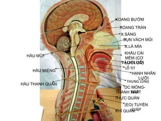 Mô hình giải phẫu phổi và hệ hô hấp  namlongmedcom