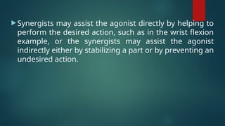 Synergist Example Muscle Mechanics: Muscle physiology in physiotherapy | PPTX