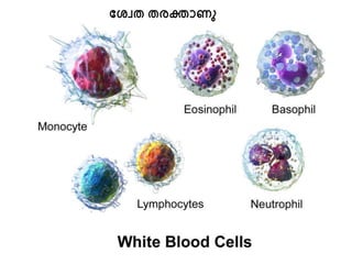 ശ്വേത തരക്താണു
 