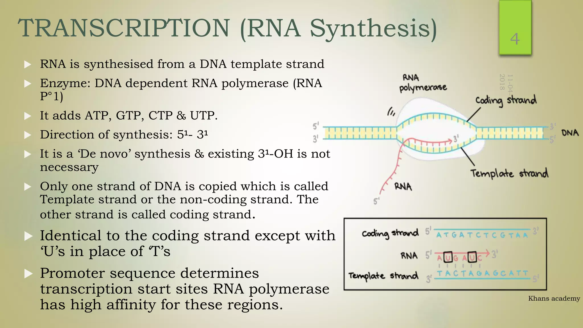 MOLECULAR GENETICS : PROKARYOTIC TRANSCRIPTION OR RNA SYNTHESIS BY DNA ...