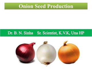 Onion Seed Production
 