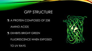 Gfp Model Green Fluorescent Protein | PPTX