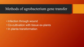Methods of agrobacterium gene transfer
• Infection through wound
• Co-cultivation with tissue ex-plants
• In planta transformation
 