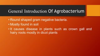 General Introduction Of Agrobacterium
• Round shaped gram negative bacteria.
• Mostly found in soil
• It causes disease in plants such as crown gall and
hairy roots mostly in dicot plants
 