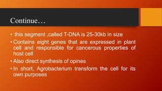 Continue…
• this segment ,called T-DNA is 25-30kb in size
• Contains eight genes that are expressed in plant
cell and responsible for cancerous properties of
host cell
• Also direct synthesis of opines
• In short, Agrobacterium transform the cell for its
own purposes
 