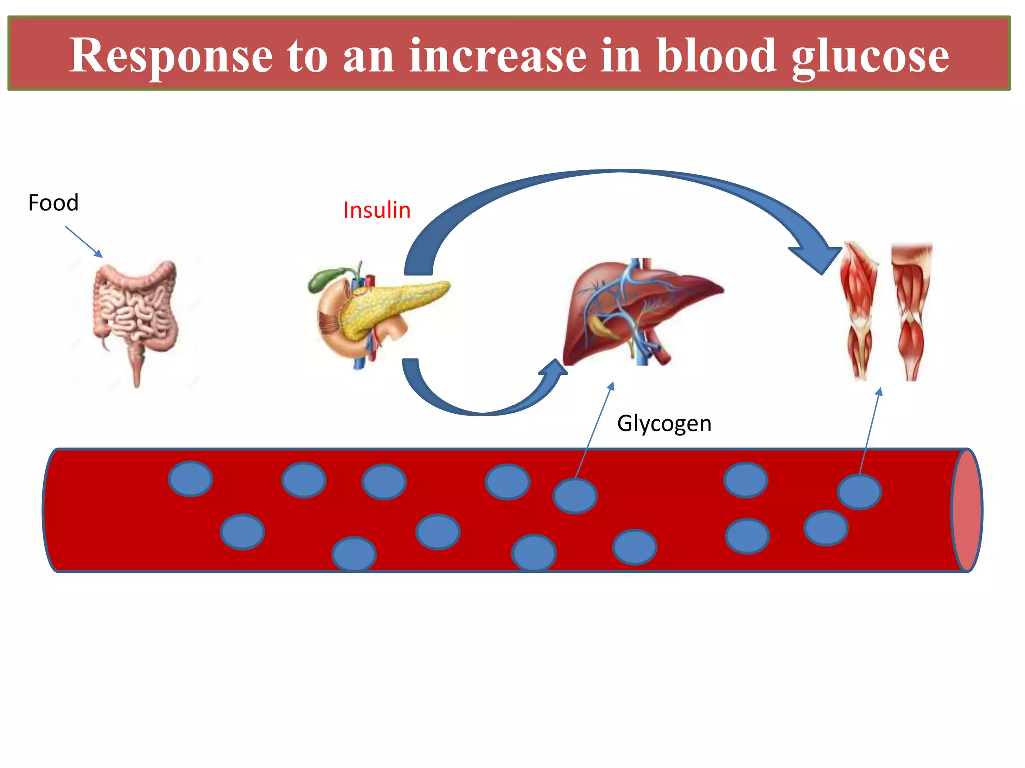 Mechanism of blood glucose Regulation | PPTX