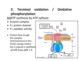 Mitochondria and the production of ATP, THE STRUCTURE OF MITOCHONDRIA | PDF