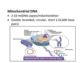 Mitochondria and the production of ATP, THE STRUCTURE OF MITOCHONDRIA | PDF