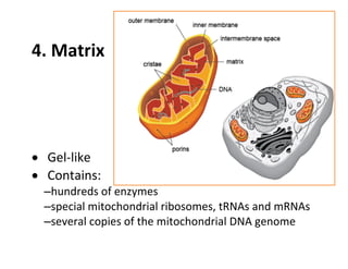 Mitochondria and the production of ATP, THE STRUCTURE OF MITOCHONDRIA | PDF