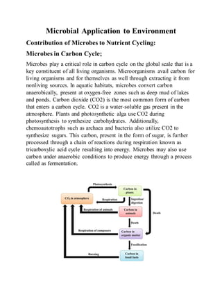 Microbial Application to Environment
Contribution of Microbes to Nutrient Cycling:
Microbes in Carbon Cycle;
Microbes play a critical role in carbon cycle on the global scale that is a
key constituent of all living organisms. Microorganisms avail carbon for
living organisms and for themselves as well through extracting it from
nonliving sources. In aquatic habitats, microbes convert carbon
anaerobically, present at oxygen-free zones such as deep mud of lakes
and ponds. Carbon dioxide (CO2) is the most common form of carbon
that enters a carbon cycle. CO2 is a water-soluble gas present in the
atmosphere. Plants and photosynthetic alga use CO2 during
photosynthesis to synthesize carbohydrates. Additionally,
chemoautotrophs such as archaea and bacteria also utilize CO2 to
synthesize sugars. This carbon, present in the form of sugar, is further
processed through a chain of reactions during respiration known as
tricarboxylic acid cycle resulting into energy. Microbes may also use
carbon under anaerobic conditions to produce energy through a process
called as fermentation.
 