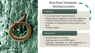 Marginal Necrosis new (MULBERRY - PESTS & DISEASES) cltivation.pdf