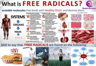 What is FREE R ADICALS?
- unstable molecules that binds with Healthy CELLS and destroy them.

        SYSTEMS
          ORGANS

           TISSUES

           C E L L S




SAD to say that, FREE RADICALS are found on the following:

 1.                         2.              3.           4.
 