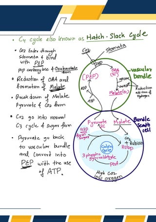 C2, C3, C4, Cycle & Photorespiration Notes | PDF