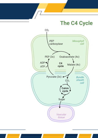 C2, C3, C4, Cycle & Photorespiration Notes | PDF