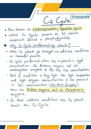 C2, C3, C4, Cycle & Photorespiration Notes | PDF