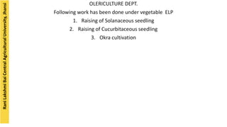 OLERICULTURE DEPT.
Following work has been done under vegetable ELP
1. Raising of Solanaceous seedling
2. Raising of Cucurbitaceous seedling
3. Okra cultivation
Rani
Lakshmi
Bai
Central
Agricultural
University,
Jhansi
 