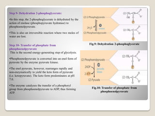Emp Path Glycolysis pathway also called as EMP Pathway | PDF