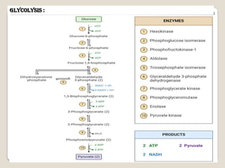 Emp Path Glycolysis pathway also called as EMP Pathway | PDF