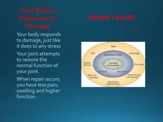 Your Body’s
Response to
Damage
REPAIR = RELIEF
 