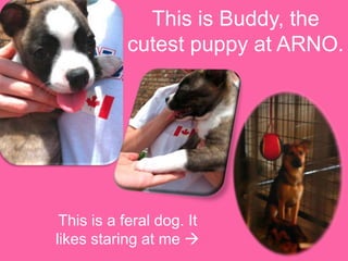 This is Buddy, the cutest puppy at ARNO.This is a feral dog. It likes staring at me 