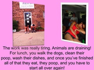 The work was really tiring. Animals are draining! For lunch, you walk the dogs, clean their poop, wash their dishes, and once you’ve finished all of that they eat, they poop, and you have to start all over again! 