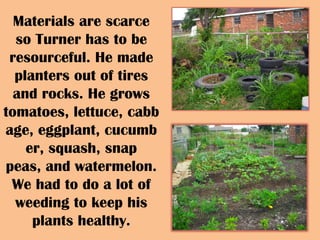 Materials are scarce so Turner has to be resourceful. He made planters out of tires and rocks. He grows tomatoes, lettuce, cabbage, eggplant, cucumber, squash, snap peas, and watermelon. We had to do a lot of weeding to keep his plants healthy. 