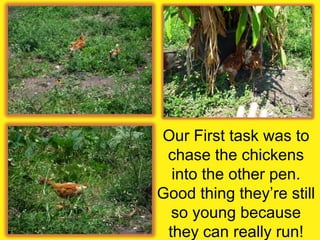 Our First task was to chase the chickens into the other pen. Good thing they’re still so young because they can really run!