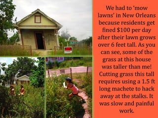 We had to ‘mow lawns’ in New Orleans because residents get fined $100 per day after their lawn grows over 6 feet tall. As you can see, some of the grass at this house was taller than me! Cutting grass this tall requires using a 1.5 ft long machete to hack away at the stalks. It was slow and painful work.
