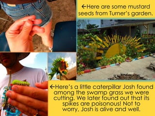 Here are some mustard seeds from Turner’s garden.Here’s a little caterpillar Josh found among the swamp grass we were cutting. We later found out that its spikes are poisonous! Not to worry, Josh is alive and well.