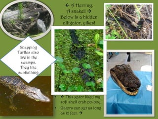  A Herring.A snake!! Below Is a hidden alligator, yikes!Snapping Turtles also live in the swamps. They like sunbathing This gator liked my soft shell crab po-boy.Gators can get as long as 12 feet. 
