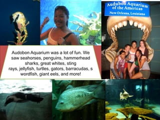 Audobon Aquarium was a lot of fun. We saw seahorses, penguins, hammerhead sharks, great whites, sting rays, jellyfish, turtles, gators, barracudas, swordfish, giant eels, and more!