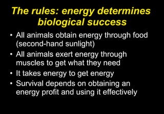 The rules: energy determines  biological success All animals obtain energy through food (second-hand sunlight) All animals exert energy through muscles to get what they need It takes energy to get energy Survival depends on obtaining an energy profit and using it effectively   