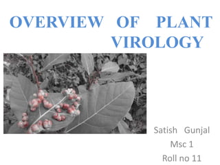 OVERVIEW OF PLANT
VIROLOGY
Satish Gunjal
Msc 1
Roll no 11
 