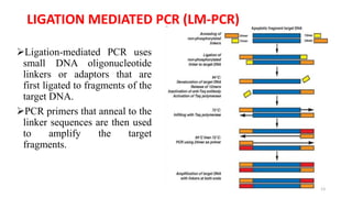PCR AND ITS VARIANTS | PPTX