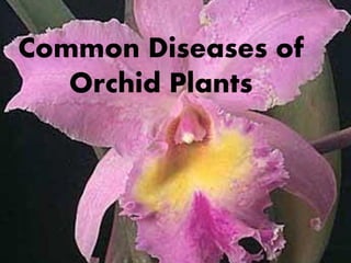 Common Diseases of
Orchid Plants
 