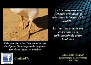 Tendinitis Pata de Ganso