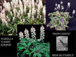 TIARELLA ‘CANDY STRIPER’ ‘ NEON LIGHTS’ ‘ IRON BUTTERFLY’ 