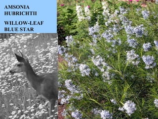 AMSONIA HUBRICHTII WILLOW-LEAF BLUE STAR 