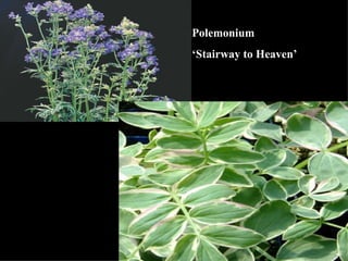 Polemonium  ‘ Stairway to Heaven’ 
