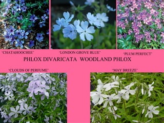 PHLOX DIVARICATA  WOODLAND PHLOX ‘ CHATAHOOCHEE’ ‘ LONDON GROVE BLUE’ ‘ PLUM PERFECT’ ‘ CLOUDS OF PERFUME’ ‘ MAY BREEZE’ 