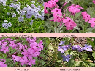 PHLOX STOLONIFERA ‘MARGIE’ ‘ VARIEGATED’ ‘ HOME FIRES’ ‘ SHERWOOD PURPLE’ 