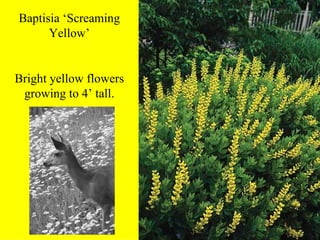 Baptisia ‘Screaming Yellow’ Bright yellow flowers growing to 4’ tall. 