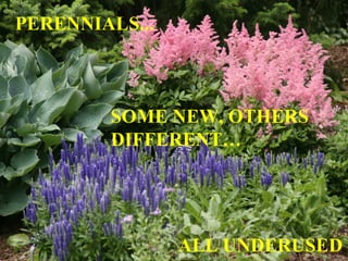PERENNIALS... SOME NEW, OTHERS DIFFERENT…  ALL UNDERUSED 