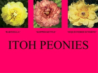 ‘ BARTZELLA’ ‘ KOPPER KETTLE’ ‘ SEQUESTERED SUNSHINE’ ITOH PEONIES 