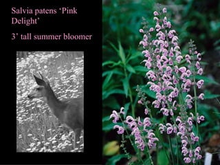 Salvia patens ‘Pink Delight’ 3’ tall summer bloomer 