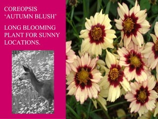 COREOPSIS ‘AUTUMN BLUSH’ LONG BLOOMING PLANT FOR SUNNY LOCATIONS. 