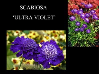 SCABIOSA ‘ ULTRA VIOLET’ 