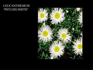 LEUCANTHEMUM ‘PHYLISS SMITH’ 