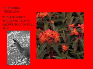 EUPHORBIA ‘FIREGLOW’ THIS DROUGHT TOLERANT PLANT GROWS TO 3’ IN FULL SUN. 