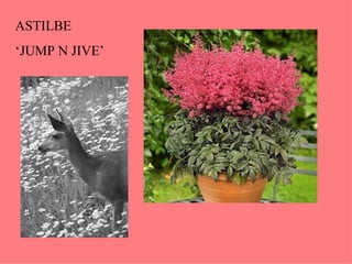 ASTILBE  ‘ JUMP N JIVE’ 